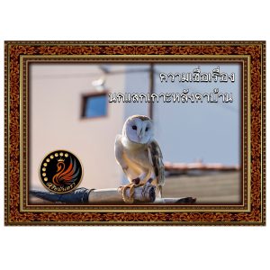 นกแสกเกาะหลังคาบ้าน