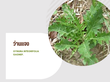 ว่านแจง