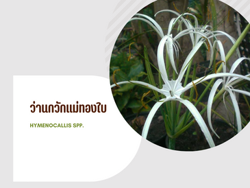 ว่านกวักแม่ทองใบ