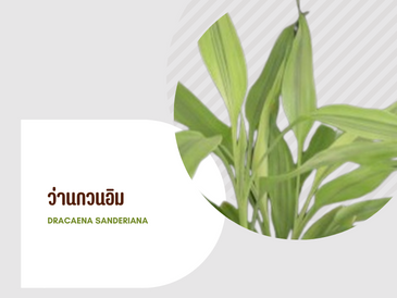 ว่านกวนอิม