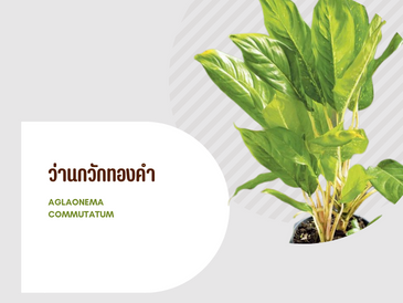 ว่านกวักทองคำ