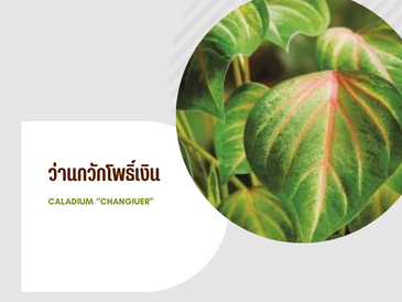 ว่านกวักโพธิ์เงิน