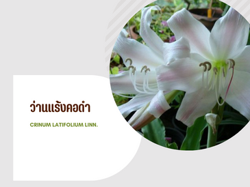 ว่านแร้งคอดำ