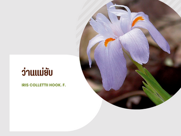 ว่านแม่ยับ