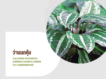 ว่านนกคุ้ม