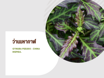 ว่านมหากาฬ