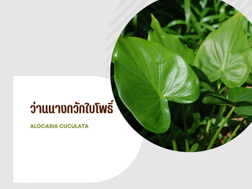 ว่านนางกวักใบโพธิ์