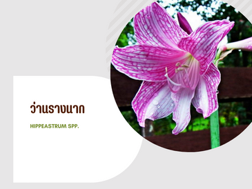 ว่านรางนาก