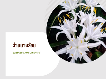 ว่านนางล้อม