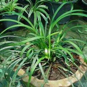 ว่านเศรษฐีขอดทรัพย์