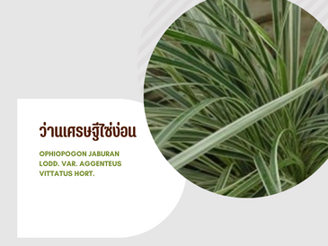 ว่านเศรษฐีไซ่ง่อน