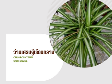 ว่านเศรษฐีเรือนกลาง