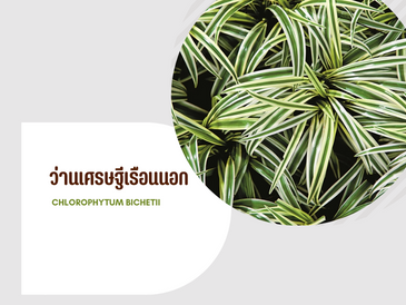 ว่านเศรษฐีเรือนนอก