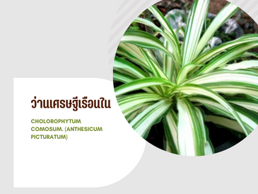 ว่านเศรษฐีเรือนใน