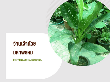 ว่านเจ้าน้อยมหาพรหม