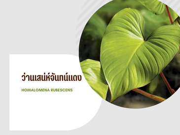 ว่านเสน่ห์จันทน์แดง