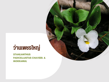 ว่านเพชรใหญ่