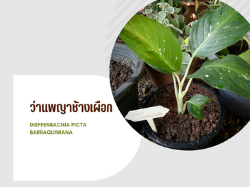 ว่านพญาช้างเผือก