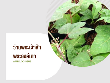 ว่านพระเจ้าห้าพระองค์เถา