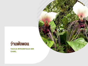 ว่านพังพอน