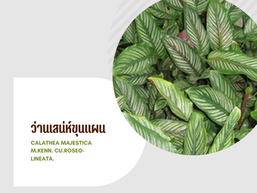 ว่านเสน่ห์ขุนแผน