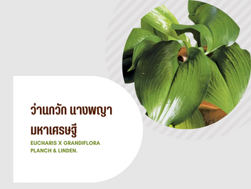 ว่านกวัก นางพญามหาเศรษฐี