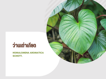 ว่านเต่าเกียด