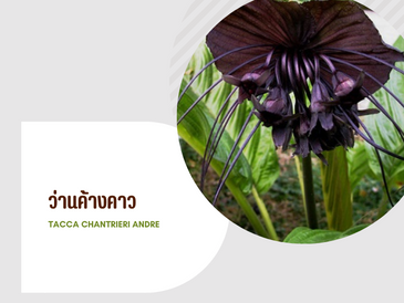 ว่านค้างคาว