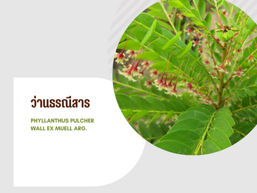 ว่านธรณีสาร