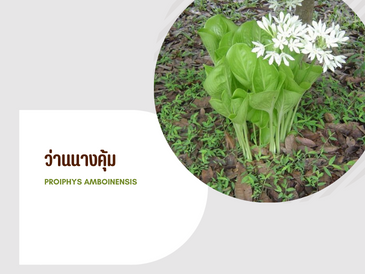 ว่านนางคุ้ม