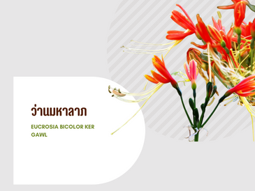 ว่านมหาลาภ