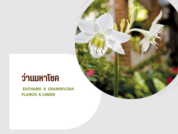 ว่านมหาโชค