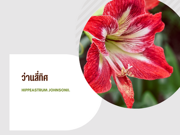 ว่านสี่ทิศ