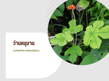 ว่านหนุมาน