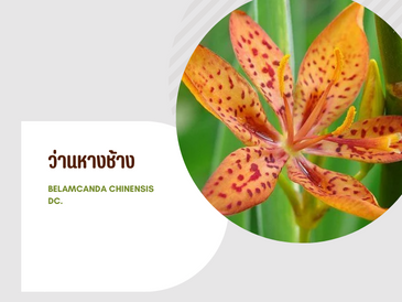 ว่านหางช้าง