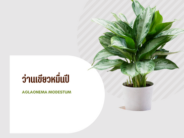 ว่านเขียวหมื่นปี