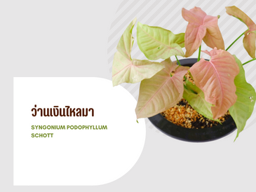 ว่านเงินไหลมา