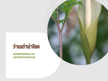 ว่านเต่านำโชค