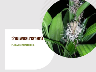 ว่านเพชรนารายณ์