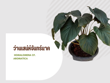 ว่านเสน่ห์จันทร์นาค