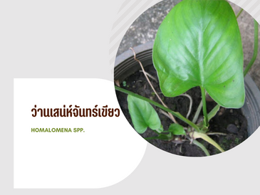 ว่านเสน่ห์จันทน์เขียว