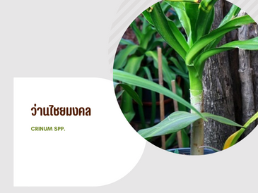 ว่านไชยมงคล