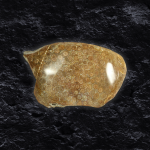 โครอล ฟอสซิล (Coral Fossil)